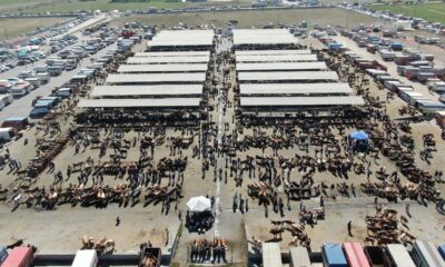 İç Anadolu’nun en büyük hayvan pazarında kurban Bayramı yoğunluğu