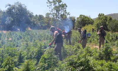 İçişleri Bakanlığı, Diyarbakır’da 22 milyon kök kenevir ele geçirildiğini duyurdu