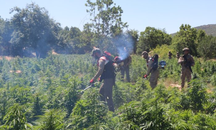 İçişleri Bakanlığı, Diyarbakır’da 22 milyon kök kenevir ele geçirildiğini duyurdu