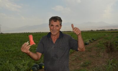 Iğdır Ovasında karpuz hasadı başladı