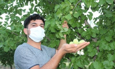 Iğdır’da kayısı ağaçlarında yetişen çağlalara ilgi büyük