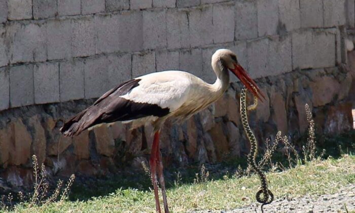 Iğdır’da leyleğin yılan avı fotoğraflandı