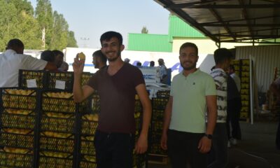 Iğdır’ın “sarı altın”ı yurt dışına ihraç ediliyor