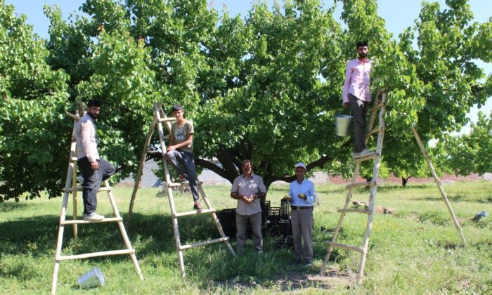 Iğdır’ın sembolü kayısıda hasat dönemi başladı