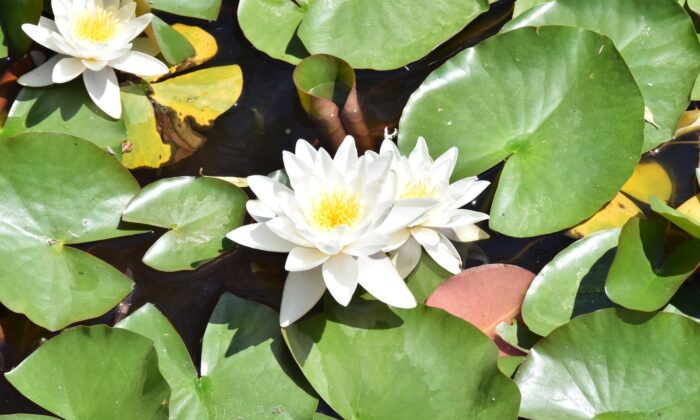 İki kız kardeş nilüfer çiçeklerine özenle bakıyor