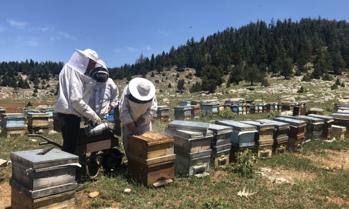 İklim değişikliği bal üretimini düşürecek