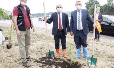 İlimtepe’ye 750 sedir ağacı