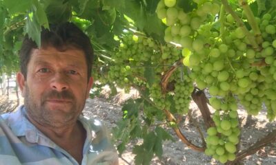 İlk üzümler tatlandı