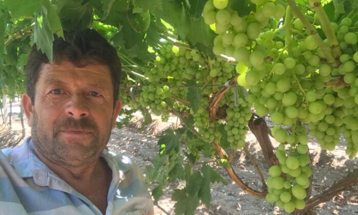 İlk üzümler tatlandı