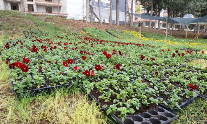 İlkadım’da mevsimlik 100 bin çiçek toprakla buluştu