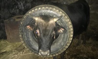 İneğin başına geçen araba lastiği itfaiye ekipleri tarafından çıkarıldı