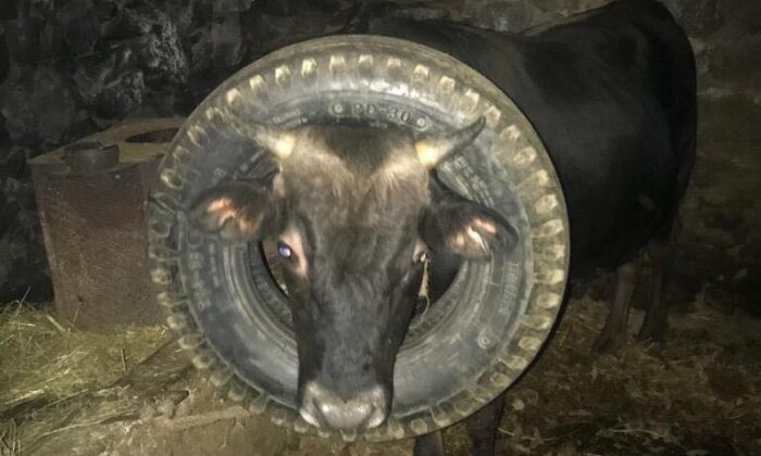 İneğin başına geçen araba lastiği itfaiye ekipleri tarafından çıkarıldı