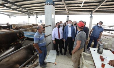 İnegöl’de yeni hayvan pazarında kurbanlıklar satışta