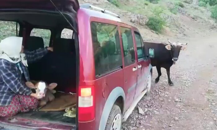 İnek sürüsü buzağı için yol kesti, o anlar kamerada