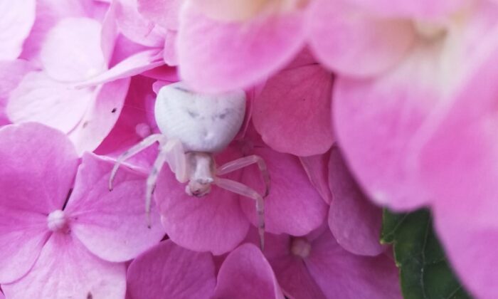 “İnsan yüzlü örümcek” İzmir’de de görüldü