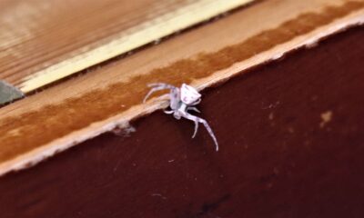 İnsan yüzlü örümcek Türkiye’de 7. kez ortaya çıktı