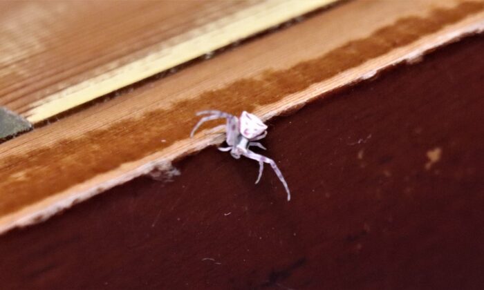 İnsan yüzlü örümcek Türkiye’de 7. kez ortaya çıktı