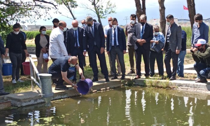 İpsala’da yılda 5 milyon balık üretimi yapılıyor