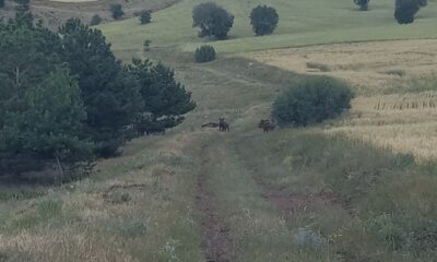 İrili ufaklı domuz sürüsü böyle görüntülendi