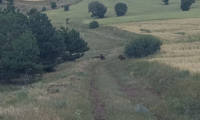 İrili ufaklı domuz sürüsü böyle görüntülendi