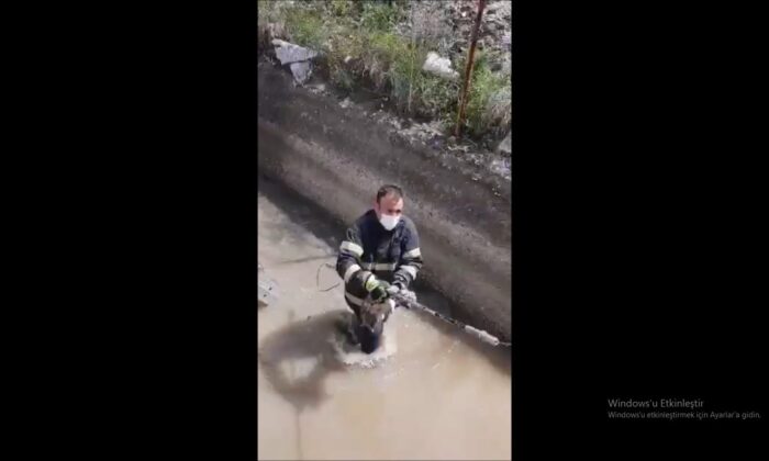 Irmakta boğulmak üzere olan yavru köpeği itfaiye kurtardı