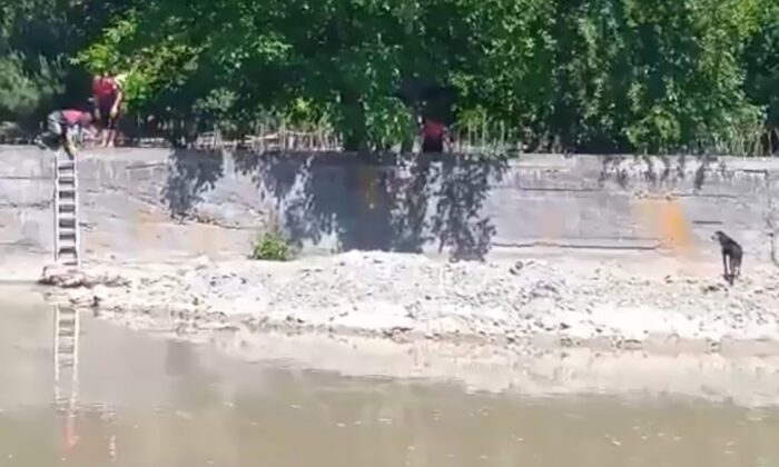 Irmakta mahsur kalan köpeği itfaiye ekipleri kurtardı