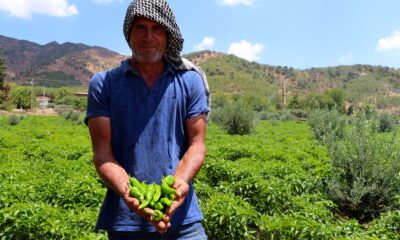 İslahiyeli biber üreticileri hasada hazırlanıyor
