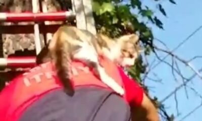 Isparta’da ağaçta mahsur kalan ve asansör boşluğuna düşen kedileri itfaiye kurtardı