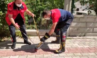 Isparta’da güllerin arasına saklanan yılan yakalanarak, doğaya salındı