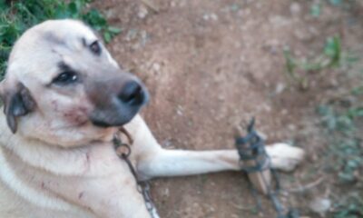 Isparta’da köpeğe tuğla ile saldırdılar