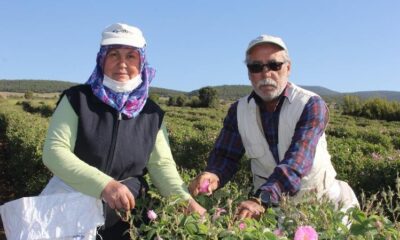 Isparta’da kuraklık gül rekoltesini ve verimini etkiledi