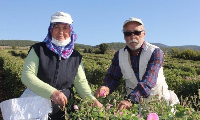 Isparta’da kuraklık gül rekoltesini ve verimini etkiledi