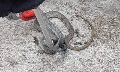 Isparta’da yılan operasyonu