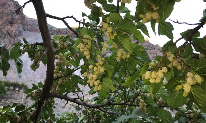 İspir’de dut hasadı