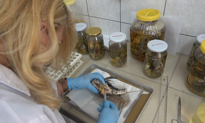 İstilacı, zehirli aslan balığı Akdeniz’i tehdit ediyor