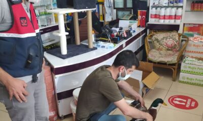 İz takip köpeği ‘Pipet’  yaralı ördeğin hayatını kurtardı
