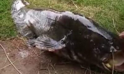 İzmir’de 55 kiloluk dev yayın balığı yakalandı