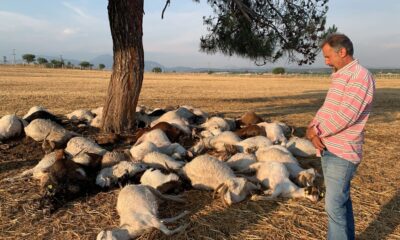 İzmir’de yıldırım düştü, 55 küçükbaş hayvan telef oldu