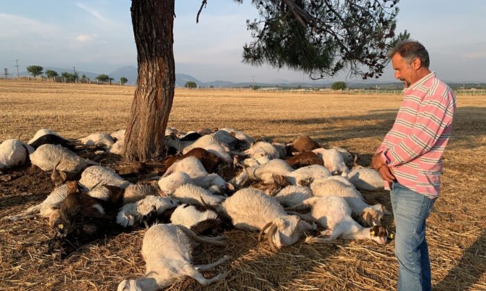 İzmir’de yıldırım düştü, 55 küçükbaş hayvan telef oldu