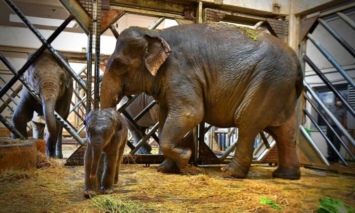 İzmir’in fil ailesi üçüncü yavrusuna kavuştu