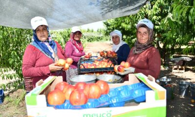 İznik’te nektarin hasadı şenlik ile başladı
