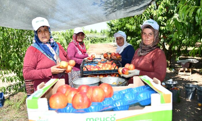 İznik’te nektarin hasadı şenlik ile başladı
