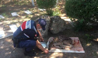 Jandarma ekipleri devriye sırasında buldu