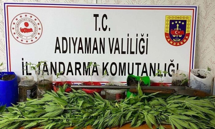 Jandarma kenevir bitkisi ele geçirdi