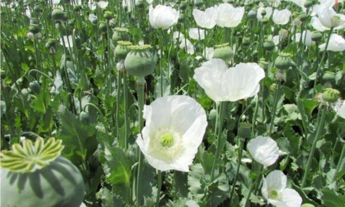 Jandarma, yasadışı ekilen 550 bin kök haşhaş ele geçirdi