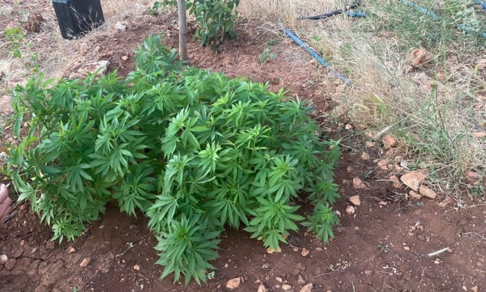 Jandarma zehir tacirlerine göz açtırmıyor