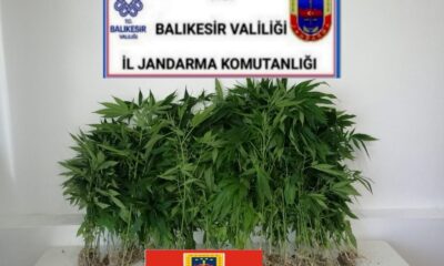 Jandarmadan kaçak kenevire geçit yok