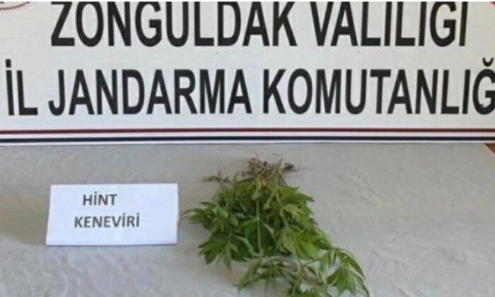 Jandarmadan kenevir baskını