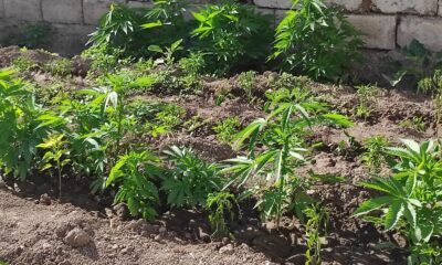 Jandarmadan kenevir operasyonu