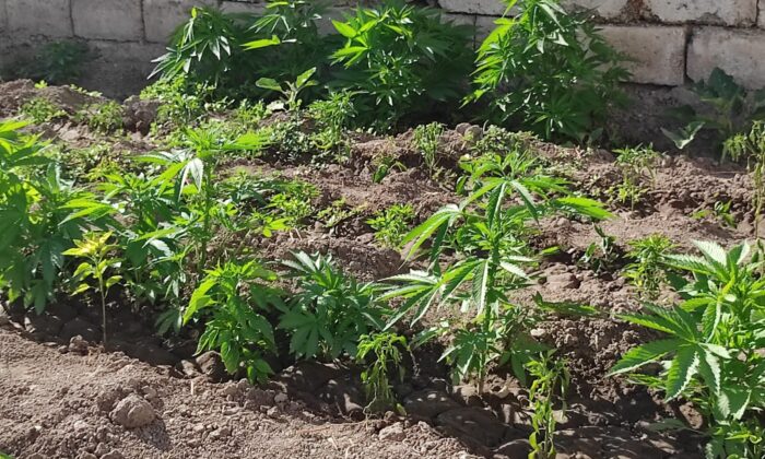 Jandarmadan kenevir operasyonu